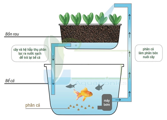 Hệ Aquaponic