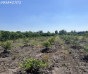 Hàng ngộp giảm 300tr, lô đất vườn 1028m2 tại Thạnh Lợi, Bến Lức, Long An chỉ còn 870tr.