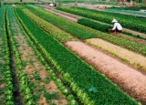 Giá đất nông nghiệp tại Hà Nội năm 2012