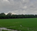 CHÍNH CHỦ BÁN NHANH LÔ ĐẤT ĐẸP – GIÁ TỐT TẠI Xã Ô Long Vỹ, Huyện Châu Phú, An Giang