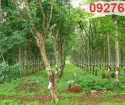 ⭐Cần bán lô đất mặt tiền đẹp đang trồng cao su 10 năm tuổi KCN Becamex Chơn Thành, Bình Phước;