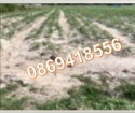 ⭐Đất đẹp - Giá tốt cần bán nhanh lô đất tiềm năng tại Phú Giáo,  Bình Dương; 2,5tỷ; 0869418556