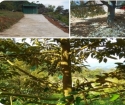 Chính chủ bán gấp đất vườn sầu riêng xã Đạ Ploa, huyện Đạ Huoai, Lâm Đồng; 3,1tỷ; 0396099977
