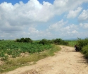 Cần bán  lô  đất  2,1 mẫu tại huyện La Pa tỉnh Gia Lai