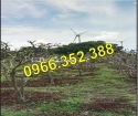 ⭐Chính chủ cần bán gấp giá rẻ lô đất trồng cây lâu năm gần KCN Phước Nam, Ninh Thuận; 0966352388