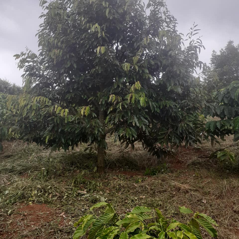 Bán lô đất trồng cây ăn trái, tiêu, cafe tại Xã Đắk Hoà, Dăk Song, Đắk Nông - Ảnh chính