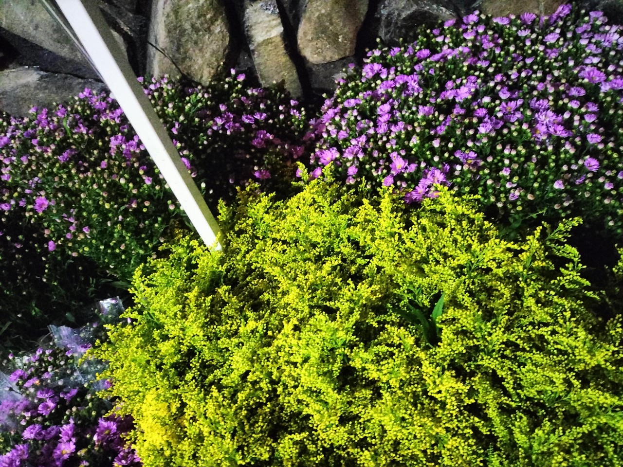 Nhà Vườn SƠN DŨNG Chuyên cung cấp sỉ lẻ hoa tươi Đà Lạt các loại Hoa tươi - Ảnh chính