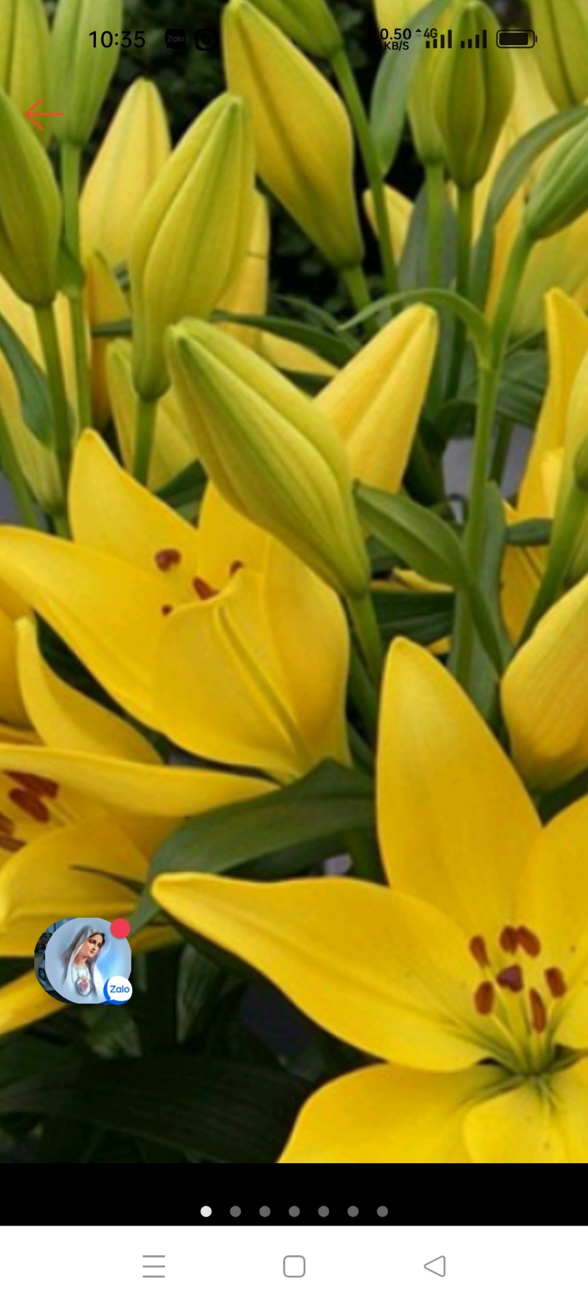 Nhà Vườn SƠN DŨNG Chuyên cung cấp sỉ lẻ hoa tươi Đà Lạt các loại Hoa tươi - Ảnh 2