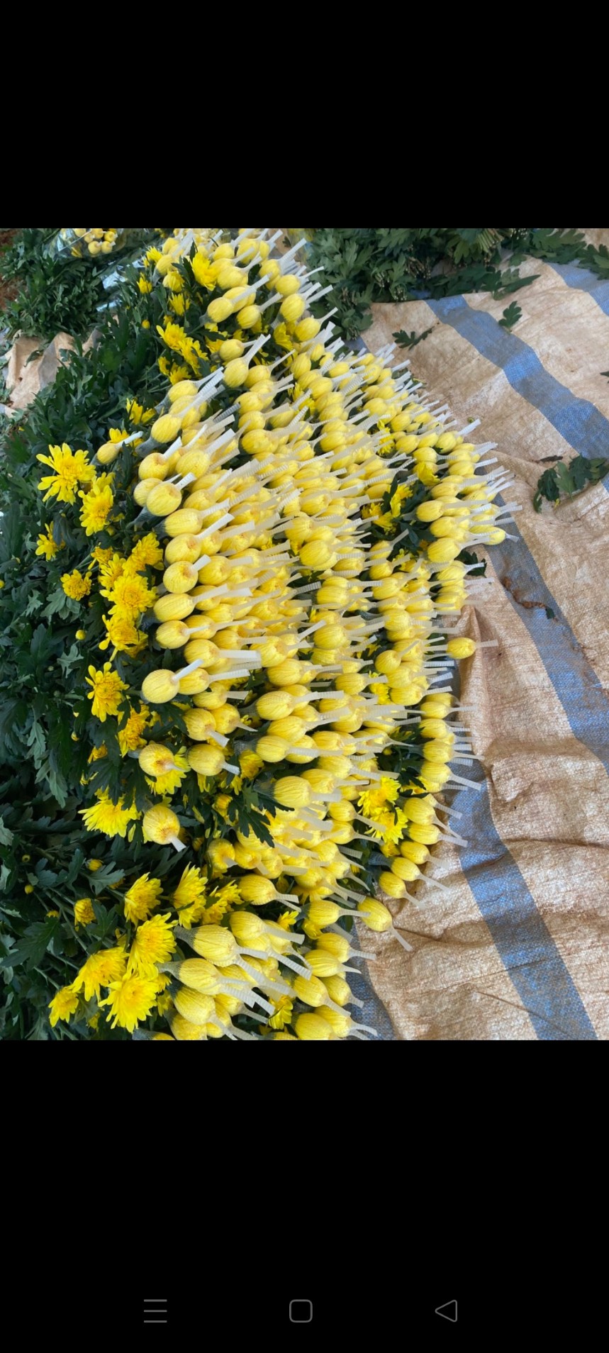 Nhà Vườn SƠN DŨNG Chuyên cung cấp sỉ lẻ hoa tươi Đà Lạt các loại Hoa tươi - Ảnh 4