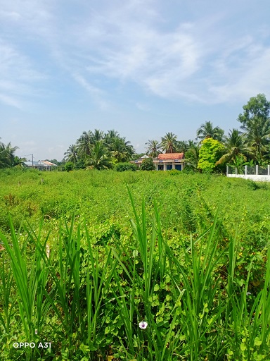 CẦN BÁN LÔ ĐẤT TẠI ẤP THỌ KHƯƠNG-XÃ BÌNH PHÚ-HUYỆN GÒ CÔNG TÂY-TỈNH TIỀN GIANG - Ảnh 3