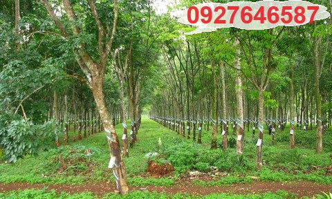⭐Cần bán lô đất mặt tiền đẹp đang trồng cao su 10 năm tuổi KCN Becamex Chơn Thành, Bình Phước; - Ảnh chính