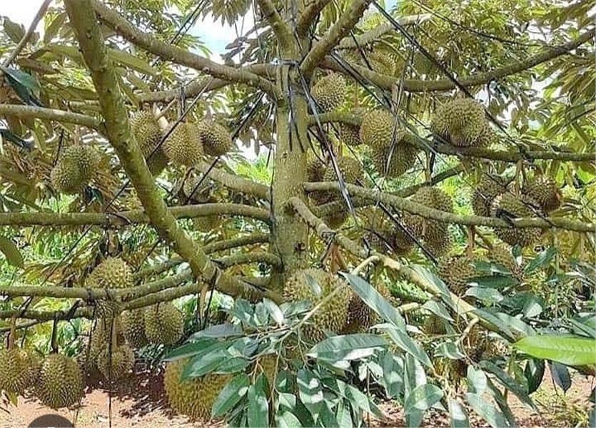 Cần bán đất vườn cây ăn trái 15 Hecta , đất đỏ Bazan, tại huyện Đắk Glong,Đắk Nông - Ảnh 2