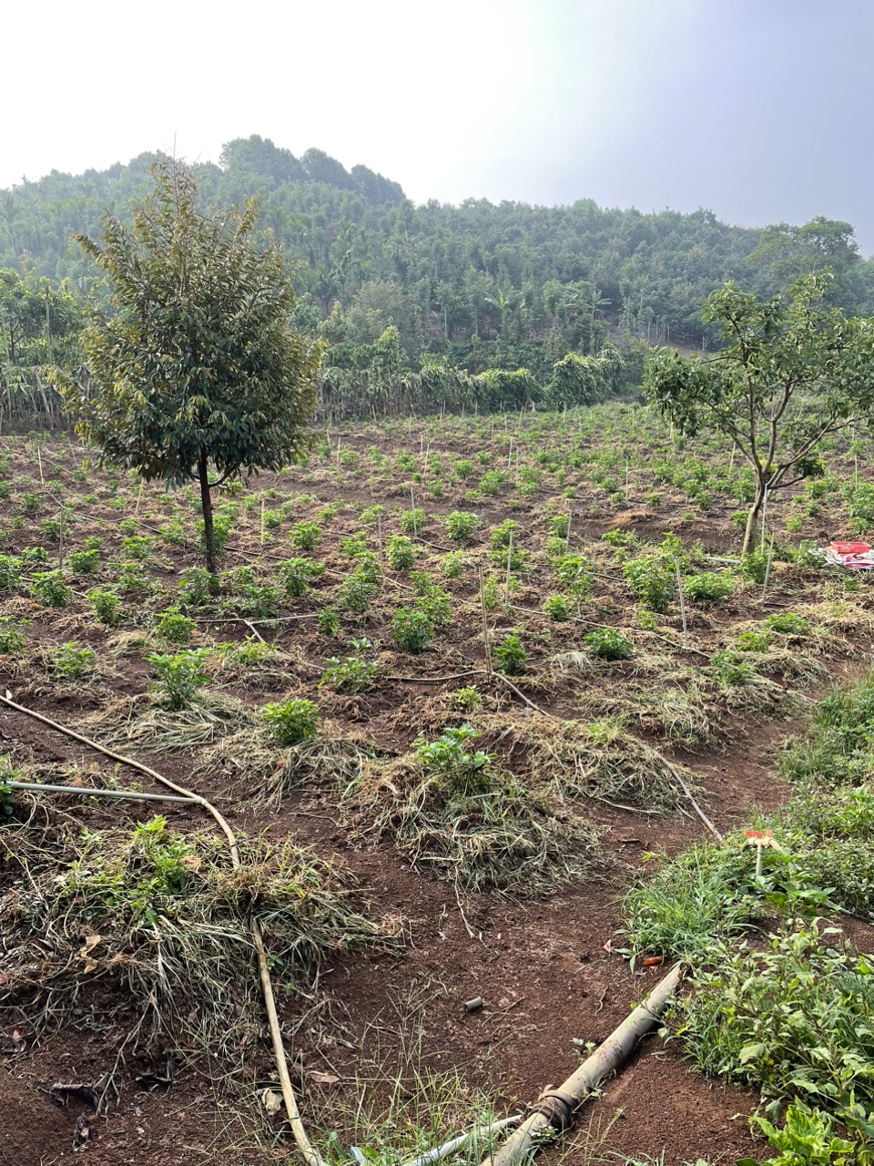 Đất Đẹp - Giá Tốt Bán Nhanh vườn cây ăn trái 6389m2 Xã Lộc An , Huyện Bảo Lâm - Ảnh 2