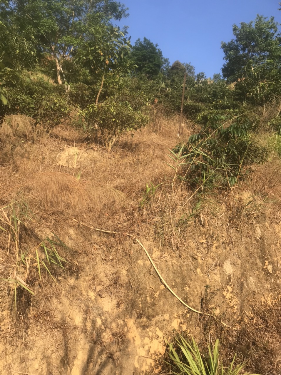 Hơn 1,2 mẫu đất vườn ở thôn 10 , xã Lộc Nam, huyện Bảo Lâm, tỉnh Lâm Đồng giá 1ty500 - Ảnh 3