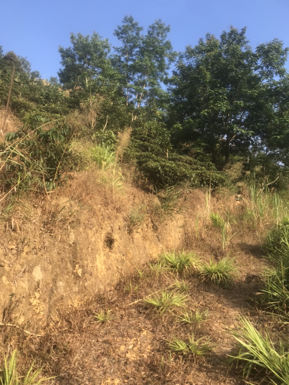 Hơn 1,2 mẫu đất vườn ở thôn 10 , xã Lộc Nam, huyện Bảo Lâm, tỉnh Lâm Đồng giá 1ty500 - Ảnh 4