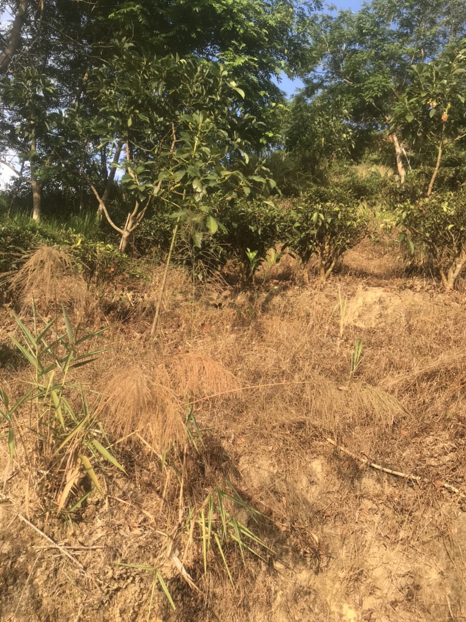 Hơn 1,2 mẫu đất vườn ở thôn 10 , xã Lộc Nam, huyện Bảo Lâm, tỉnh Lâm Đồng giá 1ty500 - Ảnh 7