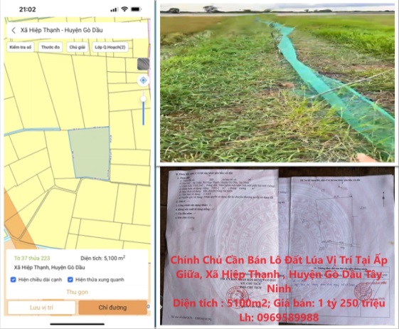Chính chủ cần bán lô đất Lúa tại xã Hiệp Thạnh, huyện Gò Dầu, Tây Ninh; 1,25 tỷ; 0969589988 - Ảnh chính