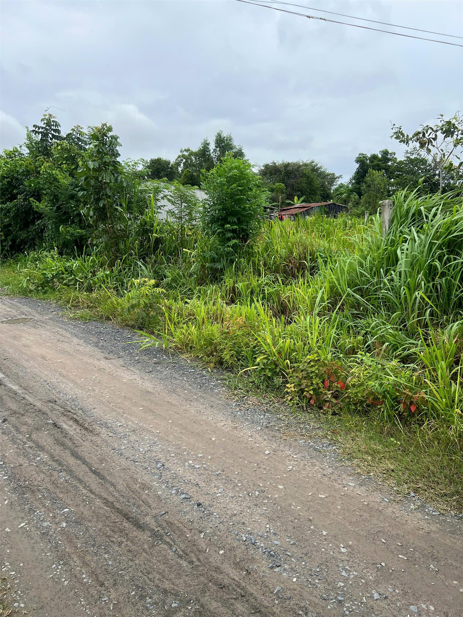 ĐẤT ĐẸP - GIÁ TỐT- Chính Chủ Cần Bán Nhanh Lô Đất Ấp Long Giao, Long Chữ, Bến Cầu, Tây Ninh - Ảnh 4