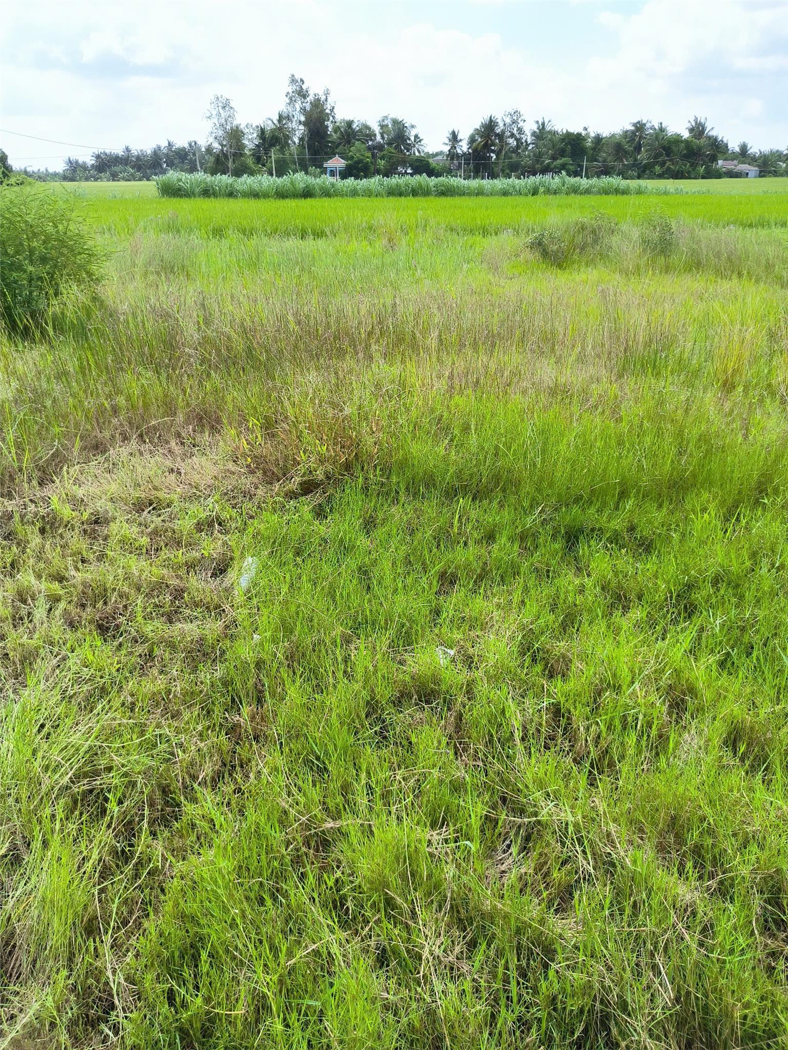 Chính Chủ Bán Nhanh Lô Đất Tại Đường Lộ Đình, Xã Thạnh Trị, Gò Công Tây, Tiền Giang - Ảnh 2