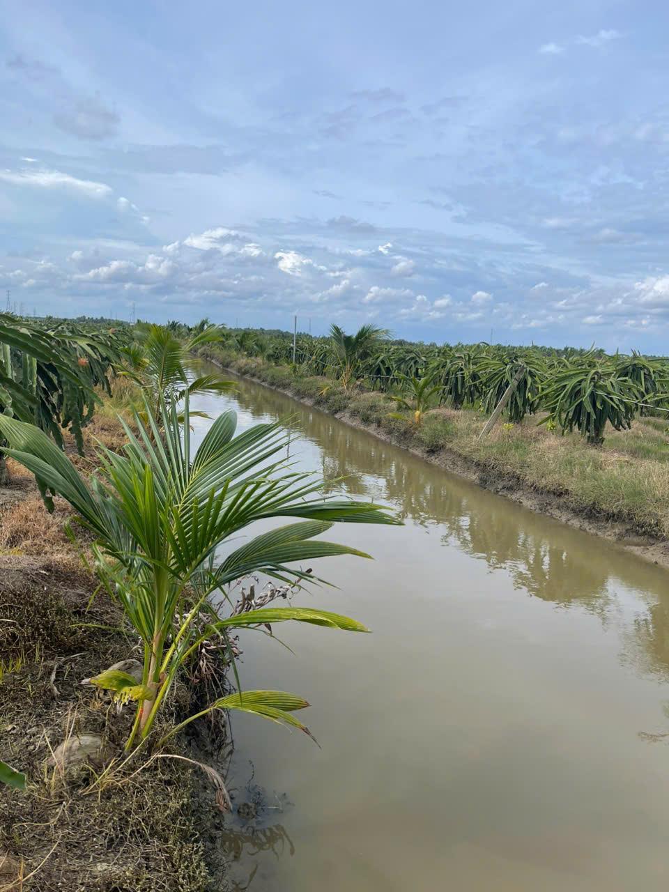 Cần Bán Nhanh 10 Công Đất Đang Trồng Thanh Long Và Dừa Tại Bình Hội, Huyền Hội, Càng Long, Trà Vinh - Ảnh 4