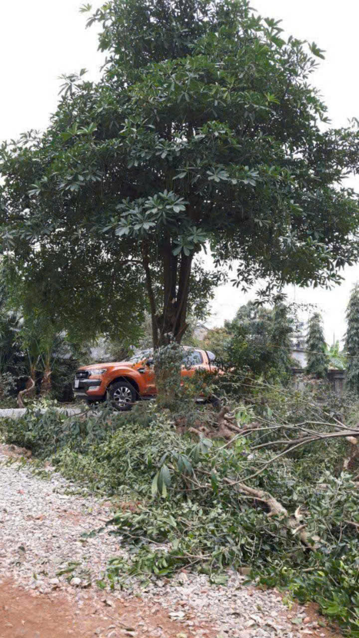 Chính chủ cần bán Nhanh Lô Đất Biệt Thự Nhà Vườn Thuộc Xã Kim Tân - Kim Thành - Hải Dương. - Ảnh 2