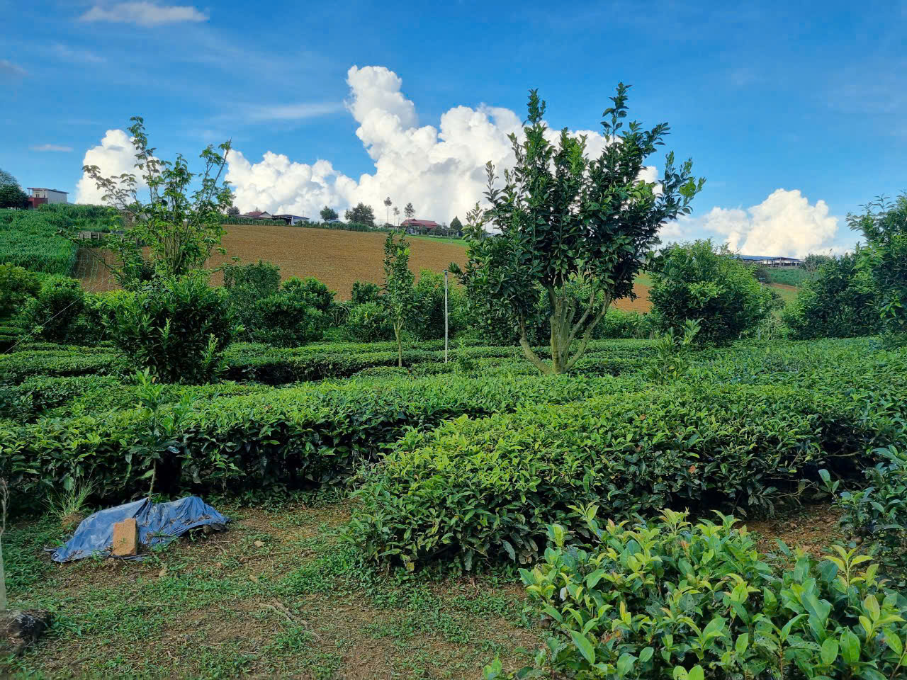 Bán lô đất view chè siêu đẹp ngay trung tâm thị trấn Nông Trường, Mộc Châu - Ảnh chính