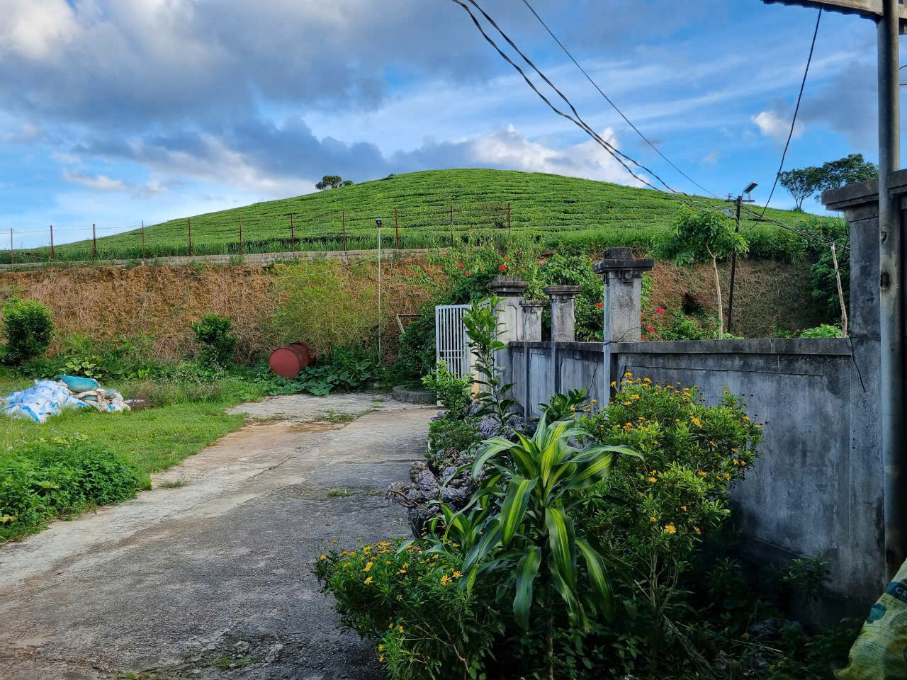 Bán lô đất view chè siêu đẹp ngay trung tâm thị trấn Nông Trường, Mộc Châu - Ảnh 3