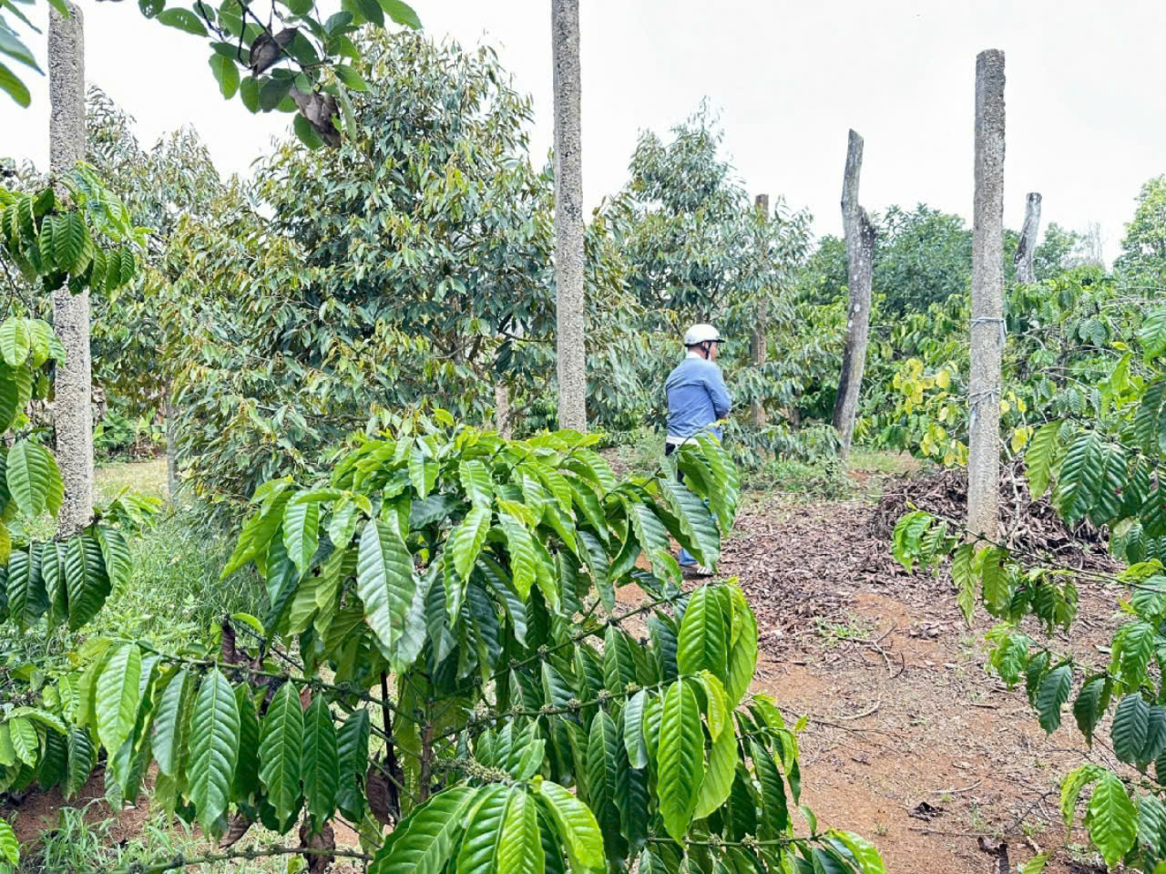 Chính Chủ Bán 10.000m2 Đất Tại Phường Thống Nhất, Xã Buôn Hồ, Đắk lắk - Ảnh 1