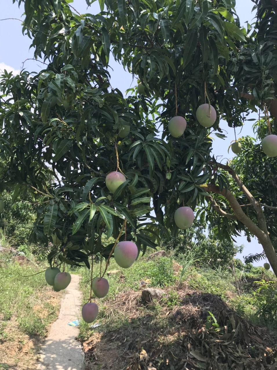 Bán 5ha vườn Xoài Úc, Xoài Tứ Quý ĐẸP, ĐANG THU HOẠCH, tiện làm farm, trồng dược liệu xen canh - Ảnh chính