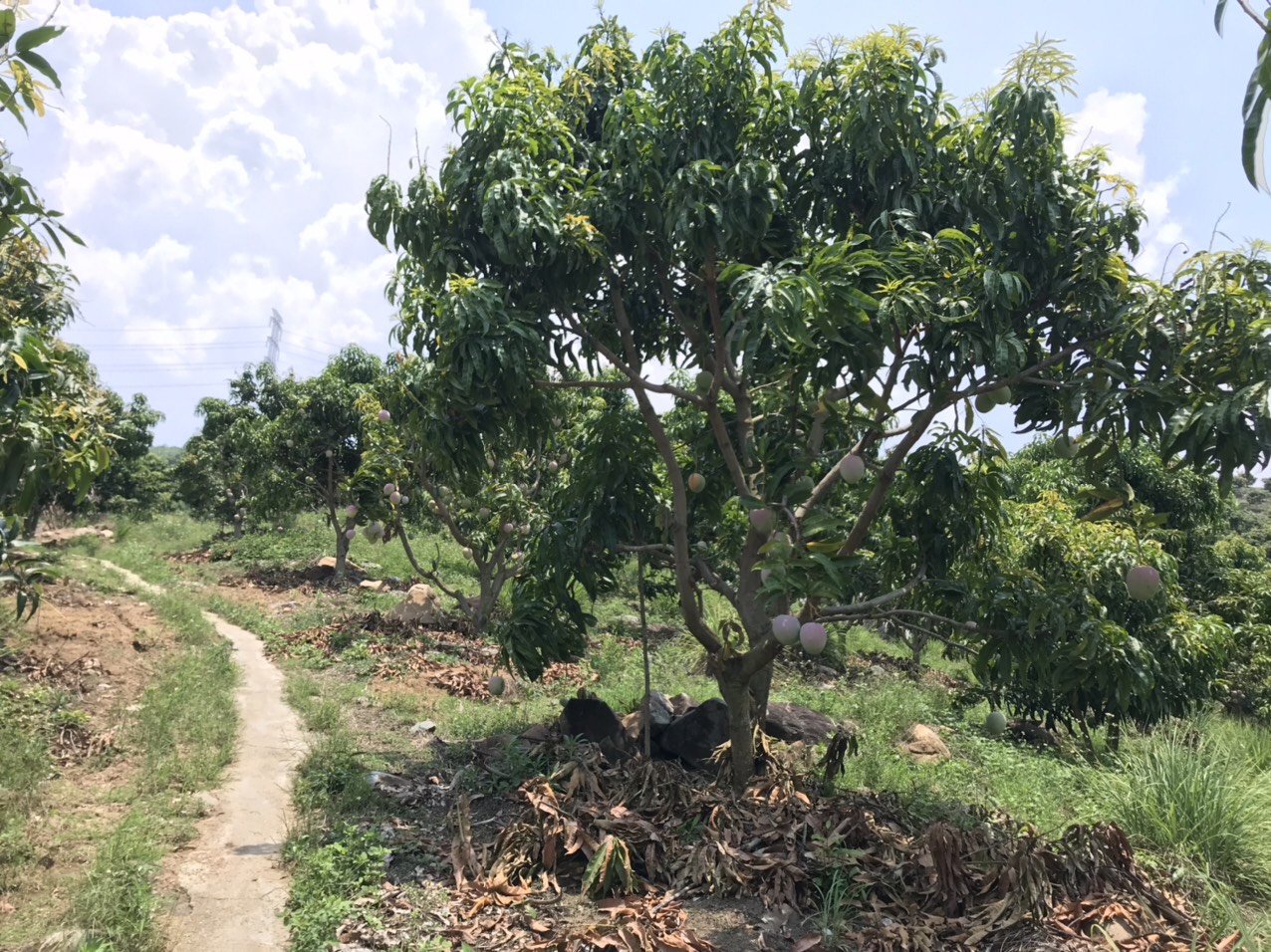 Bán 5ha vườn Xoài Úc, Xoài Tứ Quý ĐẸP, ĐANG THU HOẠCH, tiện làm farm, trồng dược liệu xen canh - Ảnh 2