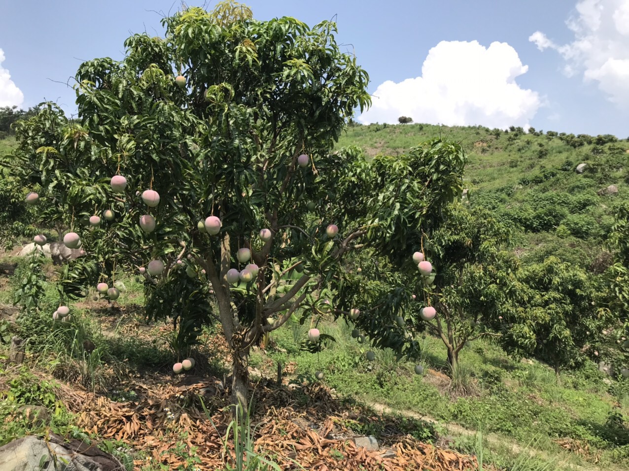 Bán 5ha vườn Xoài Úc, Xoài Tứ Quý ĐẸP, ĐANG THU HOẠCH, tiện làm farm, trồng dược liệu xen canh - Ảnh 4