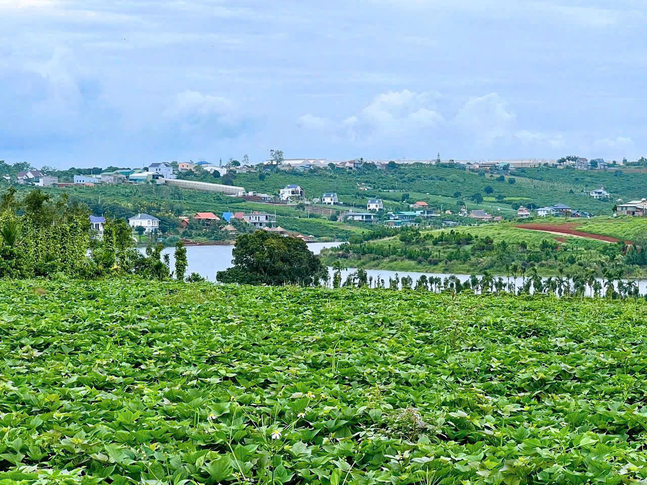 Đà Lạt 2 hồ Phúc Thọ Lâm Hà một chiếc view hồ view biệt thự nghỉ dưỡng mộng mơ giá chỉ 6xxtr lô - Ảnh 2