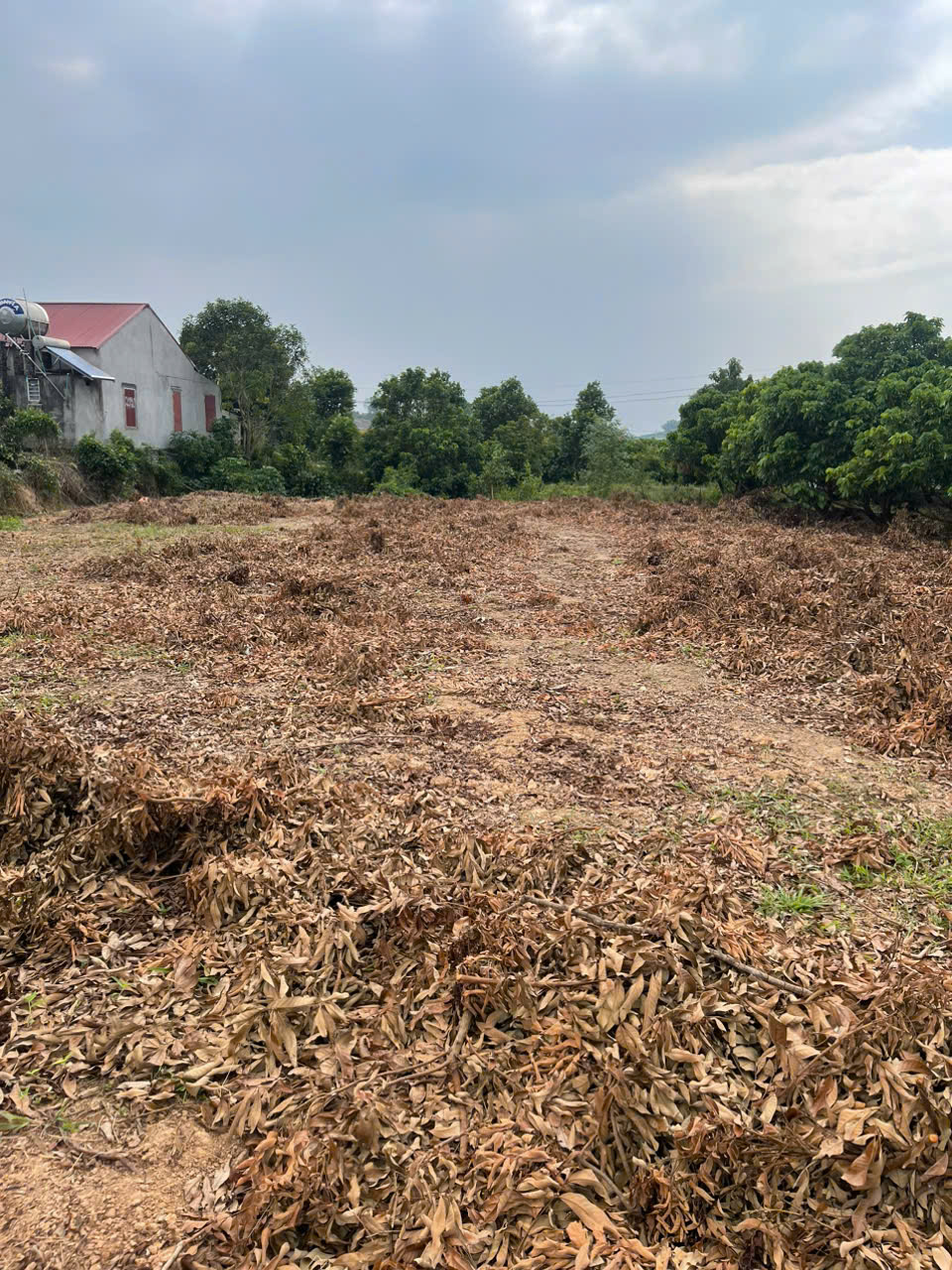 CƠ HỘI ĐẦU TƯ SINH LỜI CAO ĐẤT THUỘC THỊ XÃ CHŨ- BẮC GIANG- SỞ HỮU FARM DÒNG TIỀN ỔN ĐỊNH - Ảnh 4