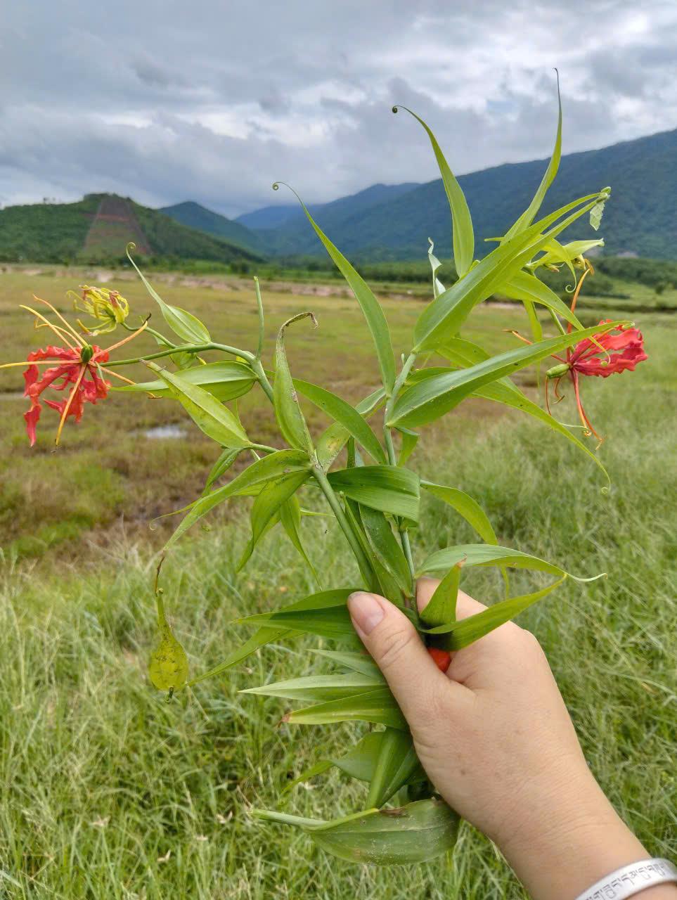 Đất Đẹp - Giá Tốt - Chính Chủ Cần Bán Lô Đất Vị Trí Đẹp Tại Xã  Ninh Hưng - Ninh Hòa, Khánh Hòa - Ảnh chính