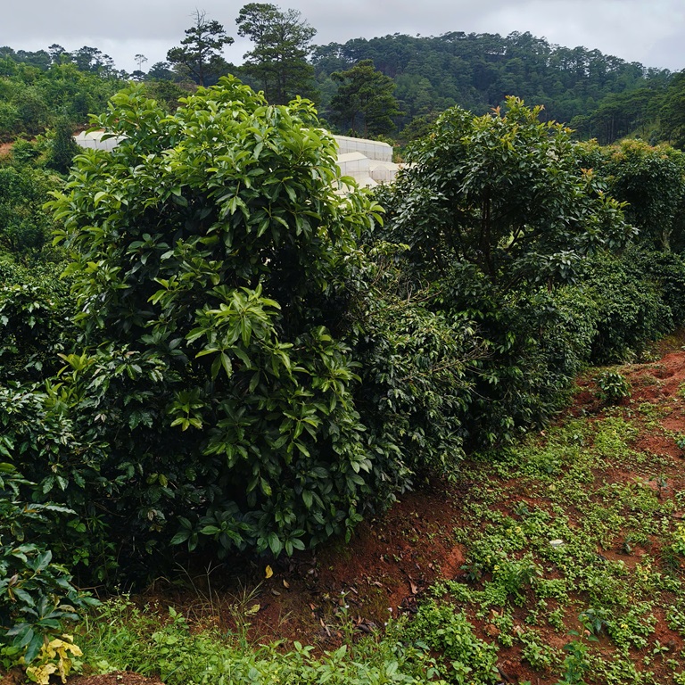 ĐẤT ĐẸP – CẦN BÁN LÔ ĐẤT VƯỜN TẠI  thôn Túy sơn ,xã Xuân Thọ, thành phố Đà Lạt, Lâm Đồng - Ảnh 1