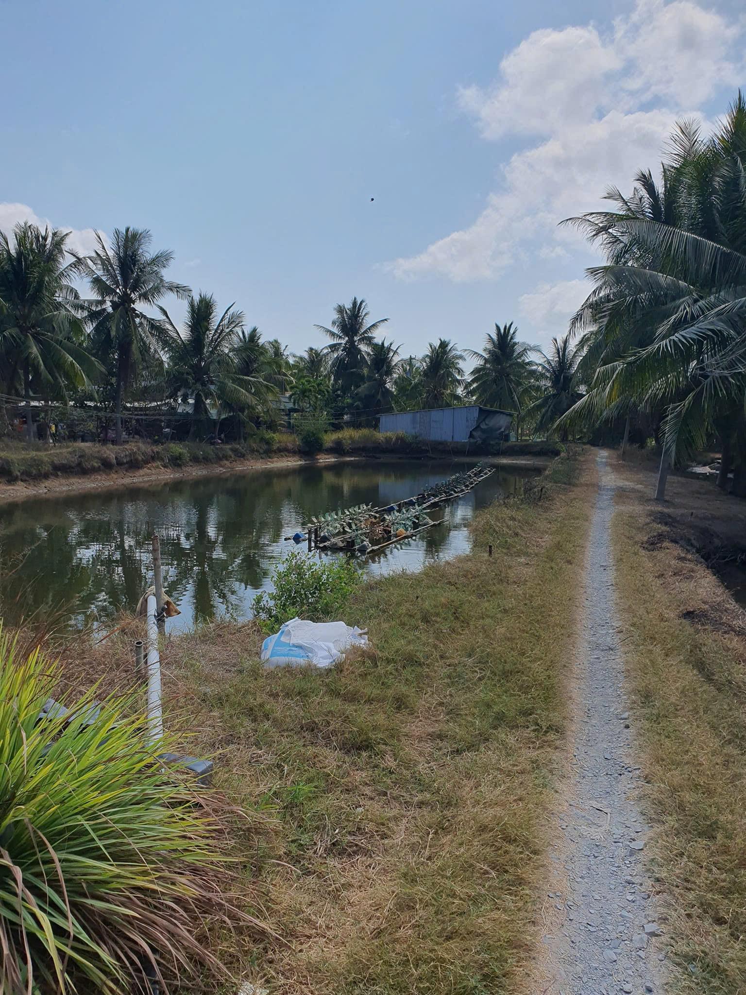 Chính Chủ Cần Bán 3,8 Công Đất Ao Vuông Tôm Tại Xã Định Trung, Bình Đại, Bến Tre - Ảnh chính