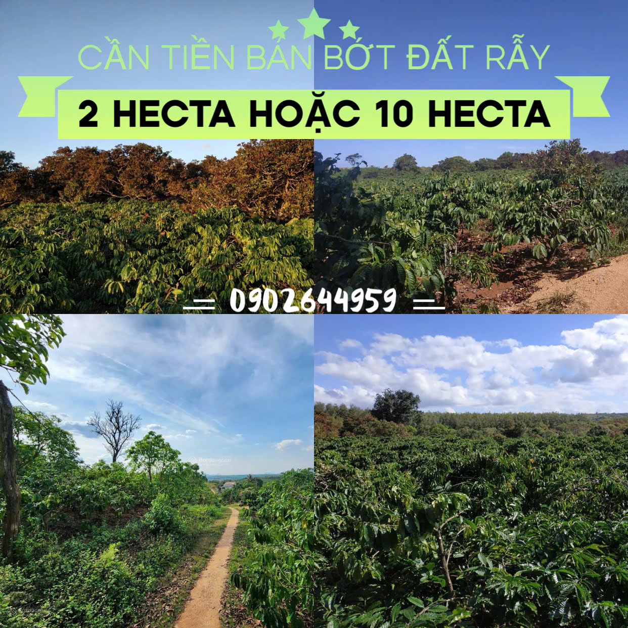 Cần tiền bán bớt 2 hecta đất rẫy ( giá bán 1 tỷ) hoặc 10 hecta đất rẫy ( giá 4,5 tỷ) - Ảnh chính