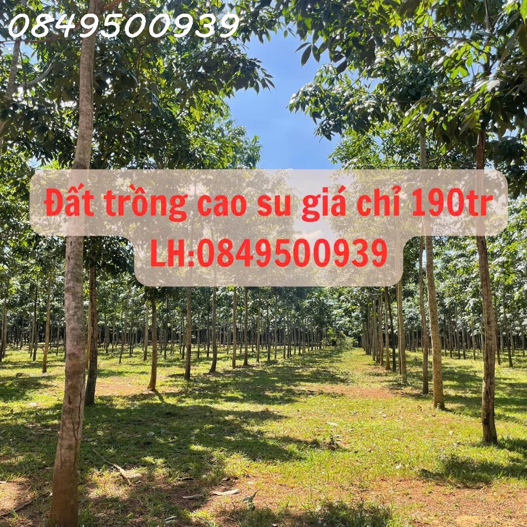 Chính chủ cần tiền trả nợ ngân hàng nên muốn nhượng lại lô đất trồng cao su 5 năm tuổi - Ảnh chính