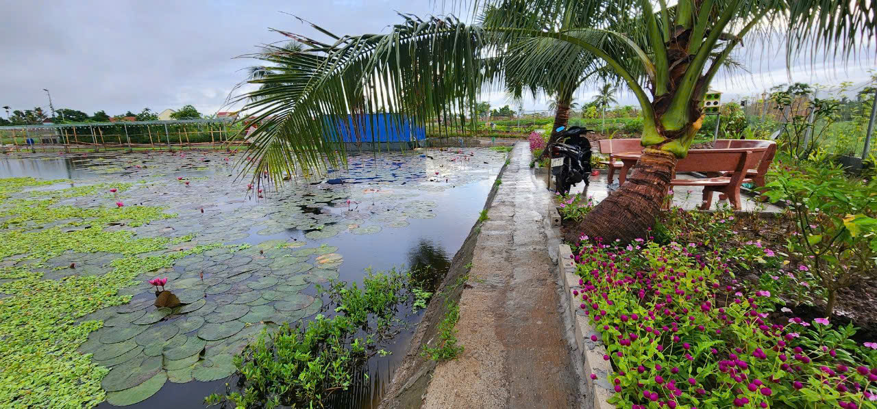 Chuyển Nhượng Lô Đất Thuộc Xã Tân Phong- Huyện Kiến Thụy- Hải Phòng - Ảnh 4