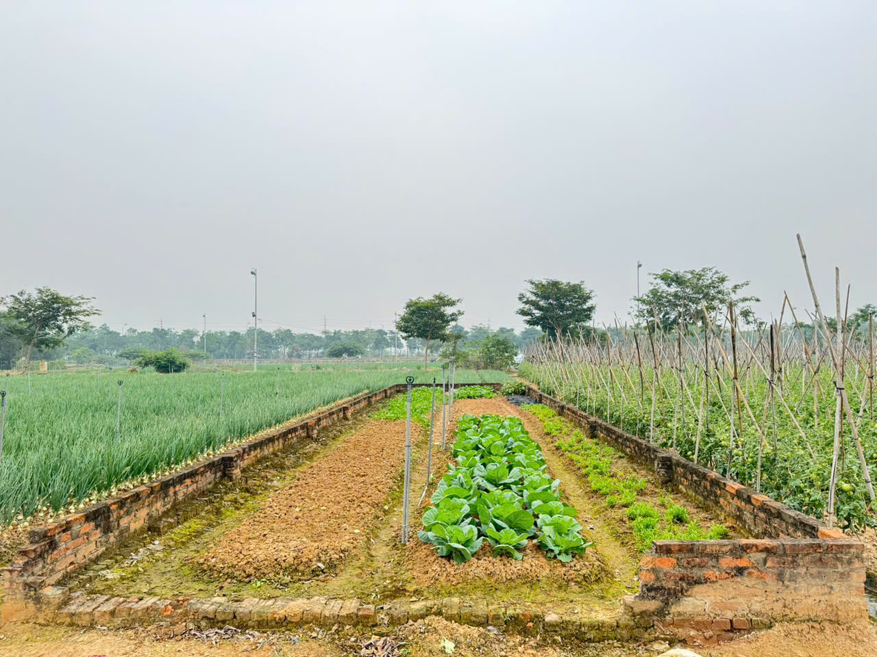 Bán đất khu B dự án KDT Cienco 5, Mê Linh. Gần trường đại học Tài Chính - Ngân Hàng. - Ảnh 2