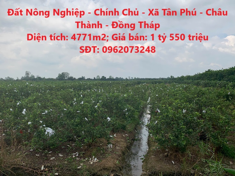 Đất Nông Nghiệp - Chính Chủ - Xã Tân Phú - Châu Thành - Đồng Tháp - Ảnh chính