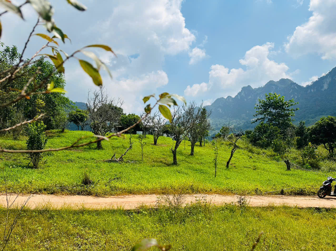 Cần bán đất trồng cây có thổ cư  tại Mường Sang Mộc Châu giá rẻ để đầu tư sinh lời. - Ảnh 1