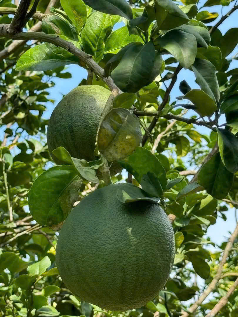 Đất vườn Diên Xuân - Diên Khánh - Khánh Hòa . Phù hợp xây farm - Ảnh 2