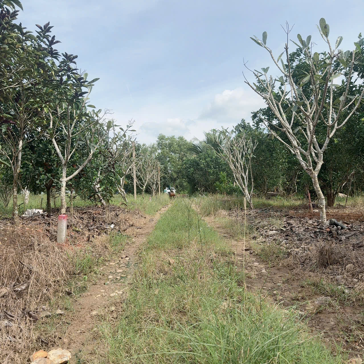 Đất vườn Diên Xuân - Diên Khánh - Khánh Hòa . Phù hợp xây farm - Ảnh chính