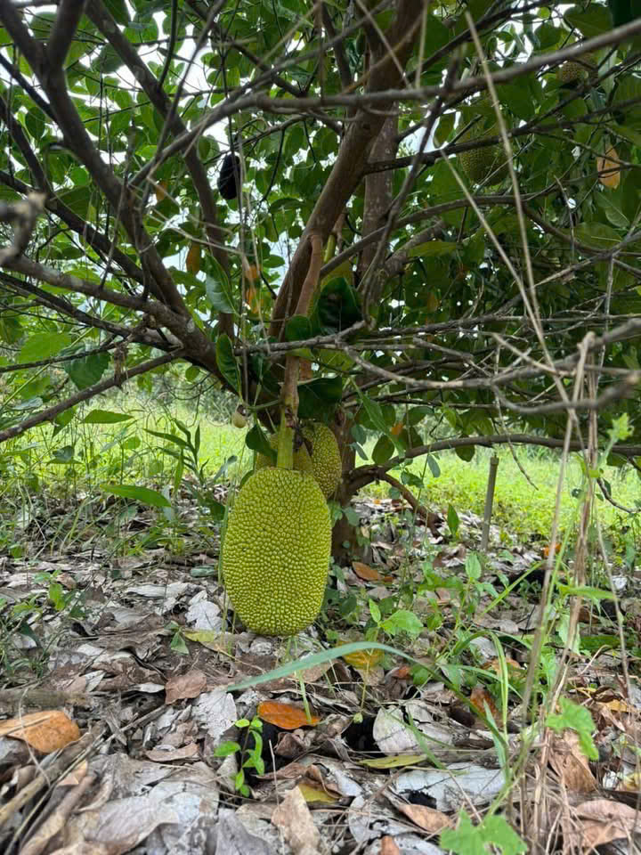 Đất vườn Diên Xuân - Diên Khánh - Khánh Hòa . Phù hợp xây farm - Ảnh 3