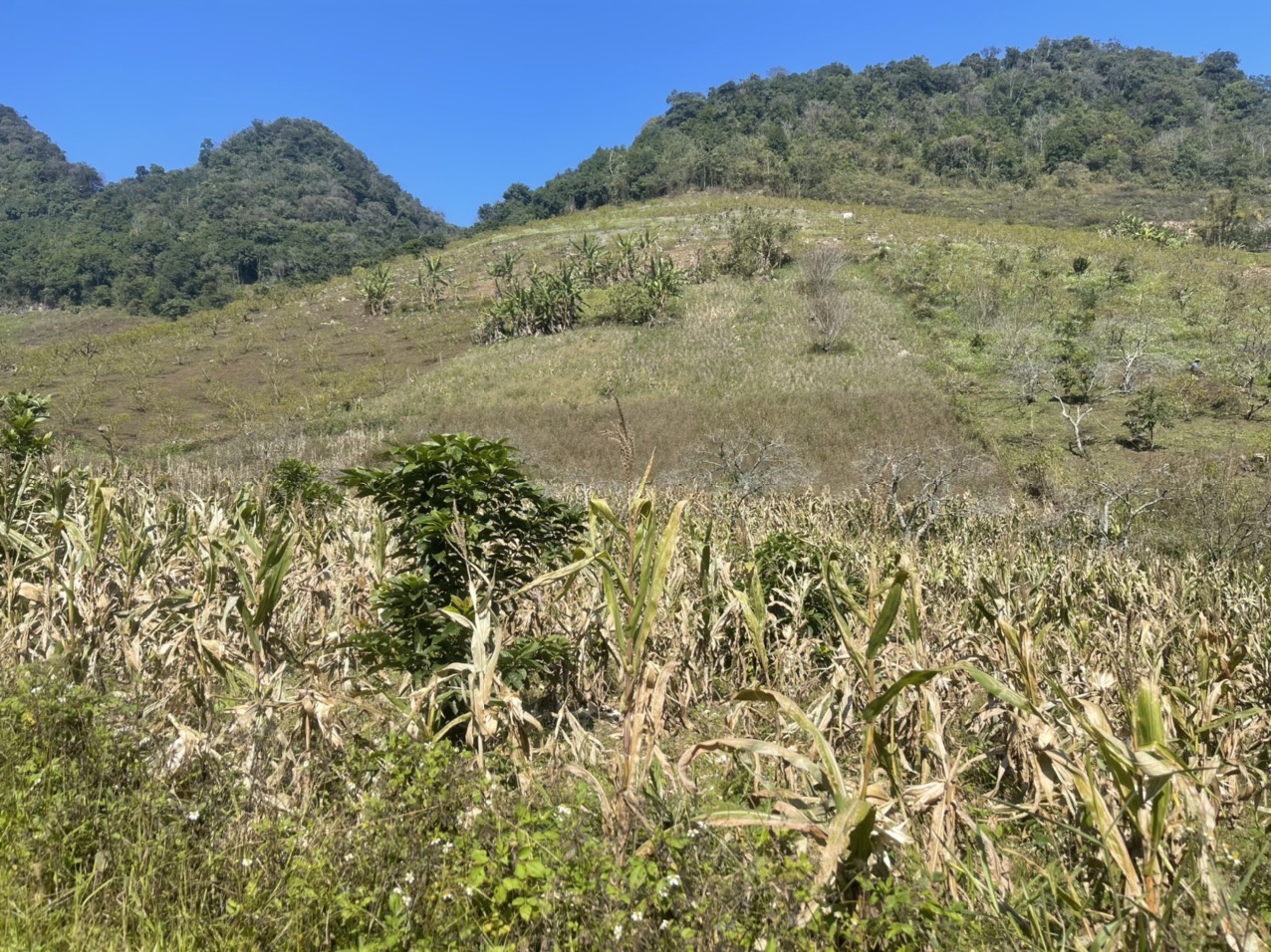 Bán Mảnh Đất Lý Tưởng Tại Trung Tâm TT Nông Trường Mộc Châu, View Thung Lũng, Phù Hợp Kinh Doanh Nôn - Ảnh 6