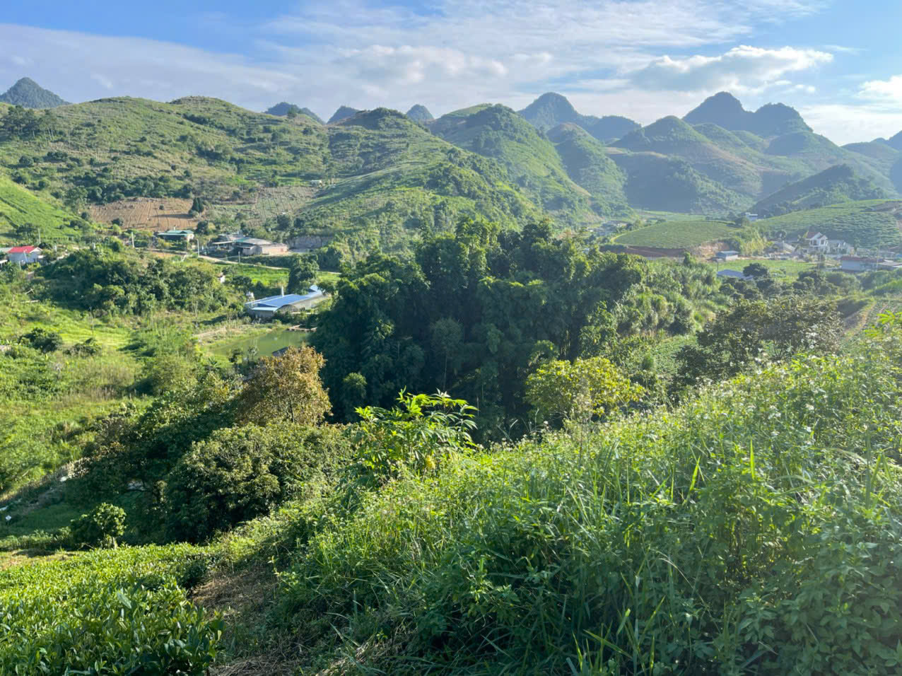 🌿 Siêu phẩm đất nghỉ dưỡng 1,2ha trung tâm thị trấn nông trường Mộc Châu – View đồi chè tuyệt đẹp - Ảnh 6