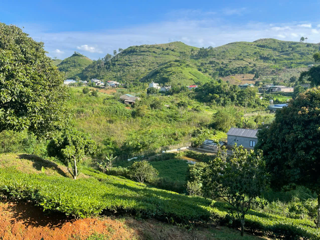 🌿 Siêu phẩm đất nghỉ dưỡng 1,2ha trung tâm thị trấn nông trường Mộc Châu – View đồi chè tuyệt đẹp - Ảnh 7