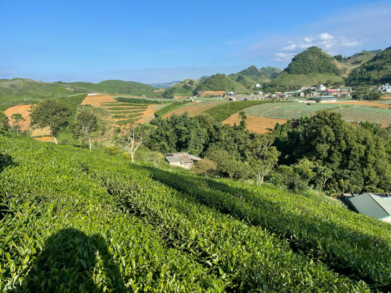 🌿 Siêu phẩm đất nghỉ dưỡng 1,2ha trung tâm thị trấn nông trường Mộc Châu – View đồi chè tuyệt đẹp - Ảnh 8