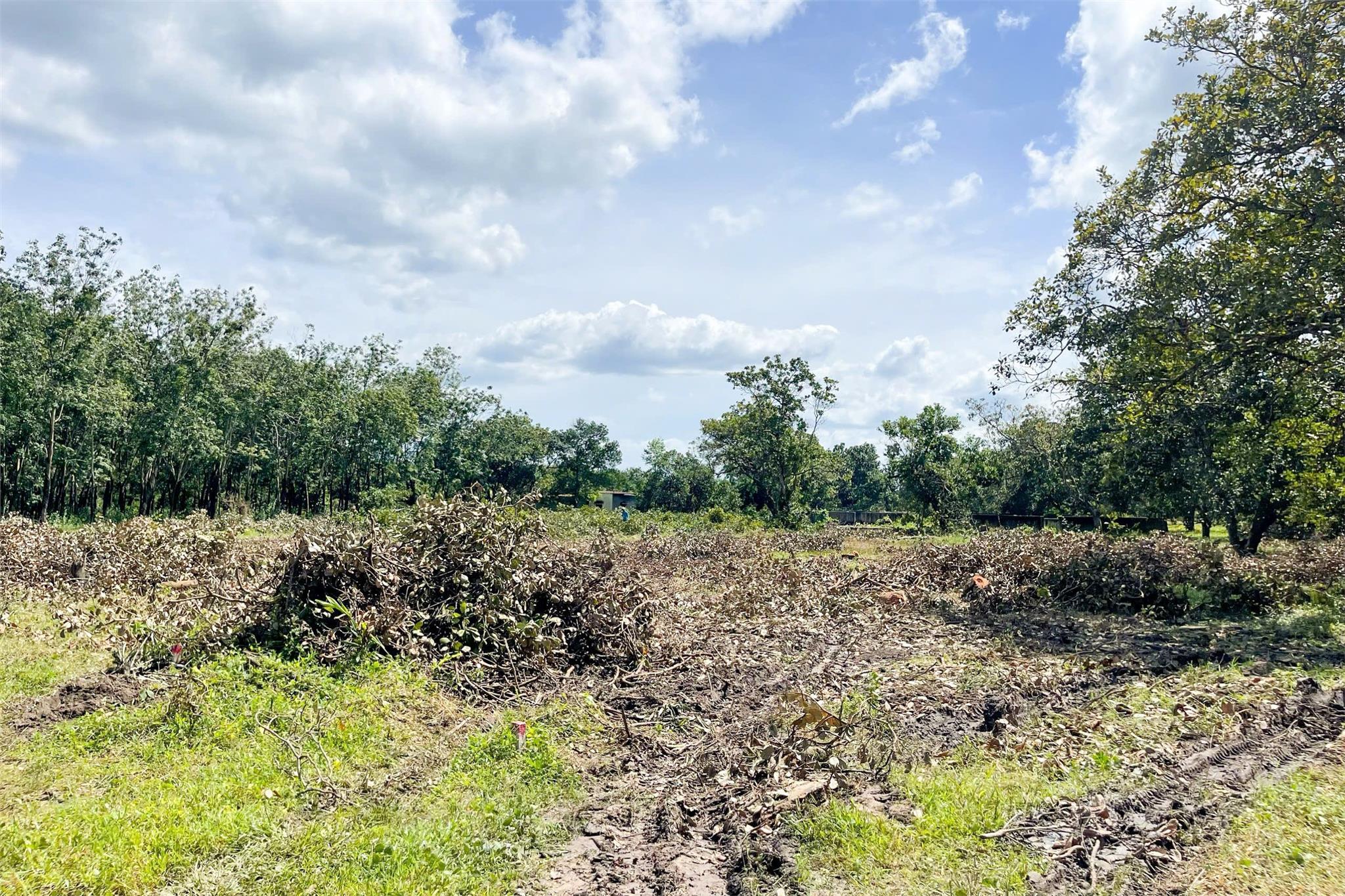 BÁN VƯỜN ĐIỀU 2,7 SÀO (2730M2) VIEW SÔNG DÂN THƯA, 200M RA NHỰA, CÔNG NGHIỆP GIÁ 190TR/S. - Ảnh chính